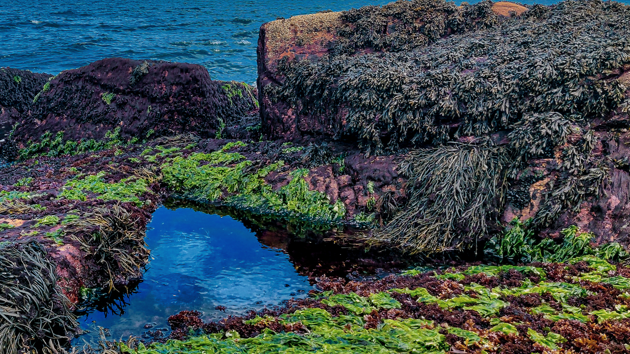 Narragannset, RI Tidal pools along the Rhode Island coast